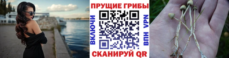 darknet формула  блэк спрут маркетплейс  Петушки  Псилоцибиновые грибы Cubensis 